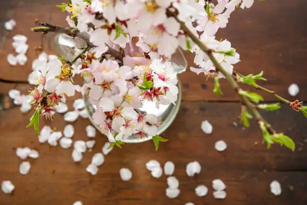 Photo of Almond blossoms on blur background, closeup view