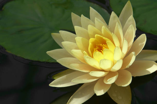 istock Blooming Yellow Lotus Flower 1209081249