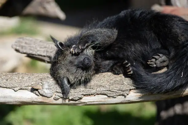 Portrait of a black binturong sleeping on a log (also known as bearcat)