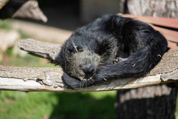 istock Portrait of a black binturong sleeping on a log (also known as bearcat) 1209082951