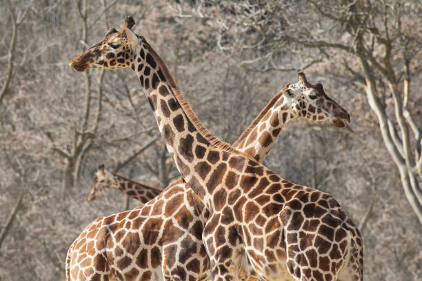 istock Portrait of three giraffes in winter 1209083164