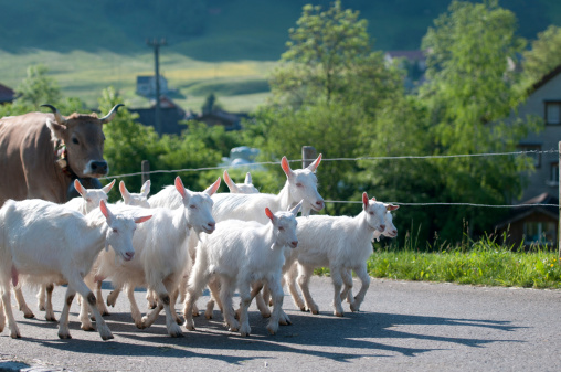 Cattle procession in Appenzell, Switzerland