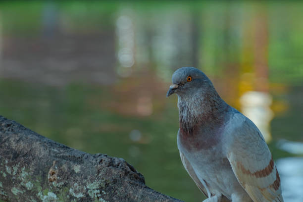 close up photo of pigeon perched on a tree branch above a pond in the park, dove in the nature