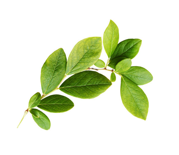 istock Green leaves of blueberry 1209085232