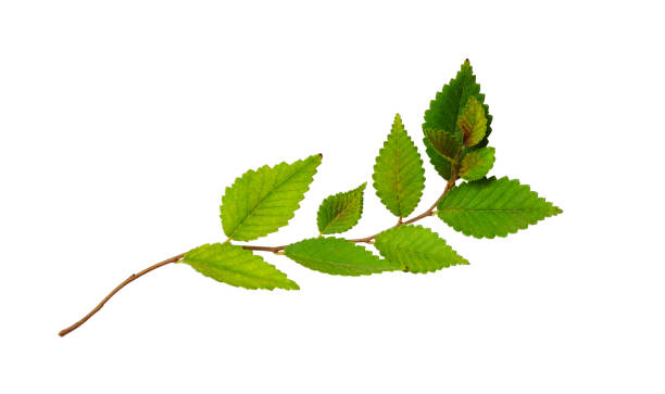 istock Fresh twisted twig with green leaves 1209085312