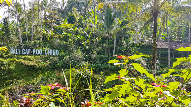 istock Gianyar - Cat Poo Chino in a jungle 1209086126