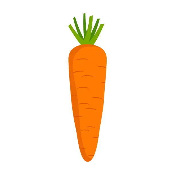 Vector illustration of Orange carrot with green tops. Vegetable in the flat style