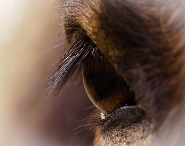 The brown eye of a brown horse, macro, detail, closeup stock photo