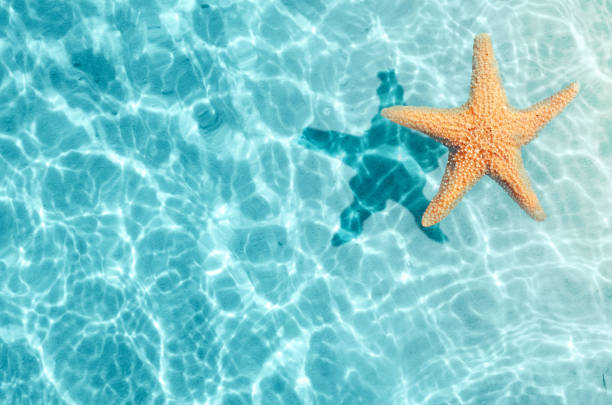 Starfish on the summer beach in sea water. Summer background. Summer time.