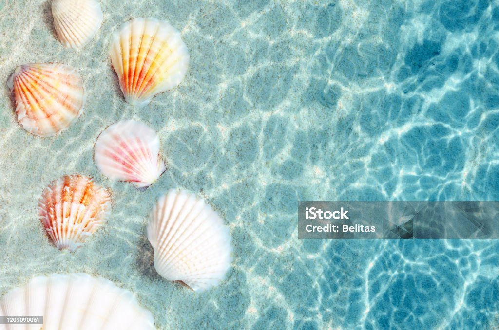 Conchas Marinas En La Playa De Verano En Aguas Del Mar Fondo Veraniego Foto de stock y más banco de imágenes de Agua - iStock Conchas Marinas En La Playa De Verano En Aguas Del Mar Fondo Veraniego Foto de stock y más banco de imágenes de Agua - iStock