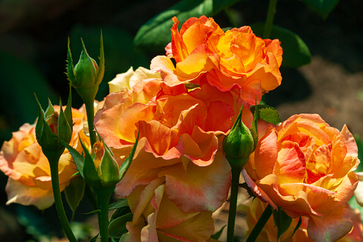 A pink-peach tea rose hybrid blooming in the garden at noon. Blossoming of rose flower buds on ground in Valentine's Day.