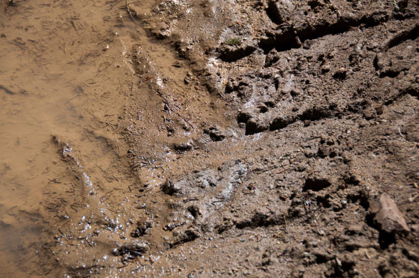 traces of motor vehicle tires in the mud - mud road tire track footpath imagens e fotografias de stock