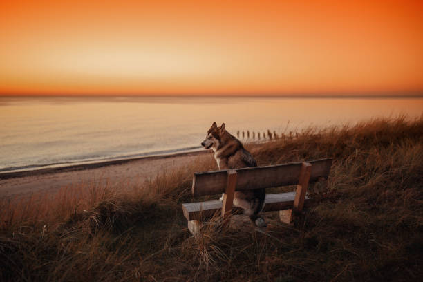 Alaskan Malamute dog meets sunset at sea