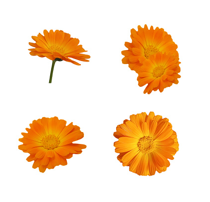 calendula flower is isolated on a white background set