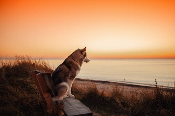 Alaskan Malamute dog meets sunset at sea