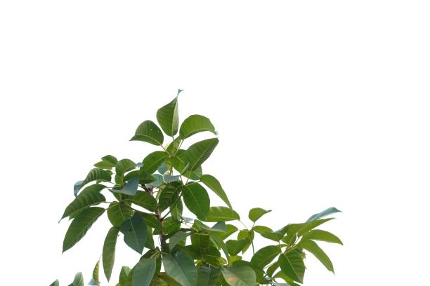 istock Tropical tree leaves with branches on white isolated background for green foliage backdrop 1209094968