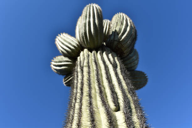 In this shot, I shot an abstract viewpoint of a Saguaro Cactus