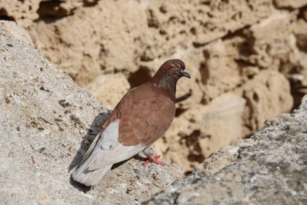 istock brown and grey pigeon isolated on rocks 1209095304