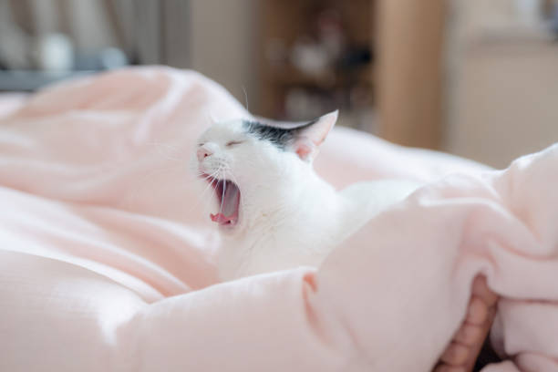 Cat relaxing on bed at home in the morning