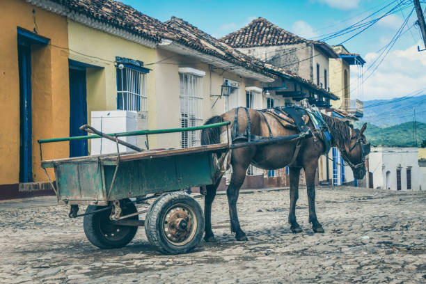 Trinidad, Cuba. 25th November 2018. A horse and policeman in the town square in Trinidad, Cuba at sunset.