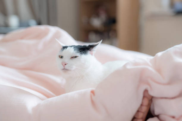 Free Stock Photo of Gray and White Cat Laying on Top of a Bed ...