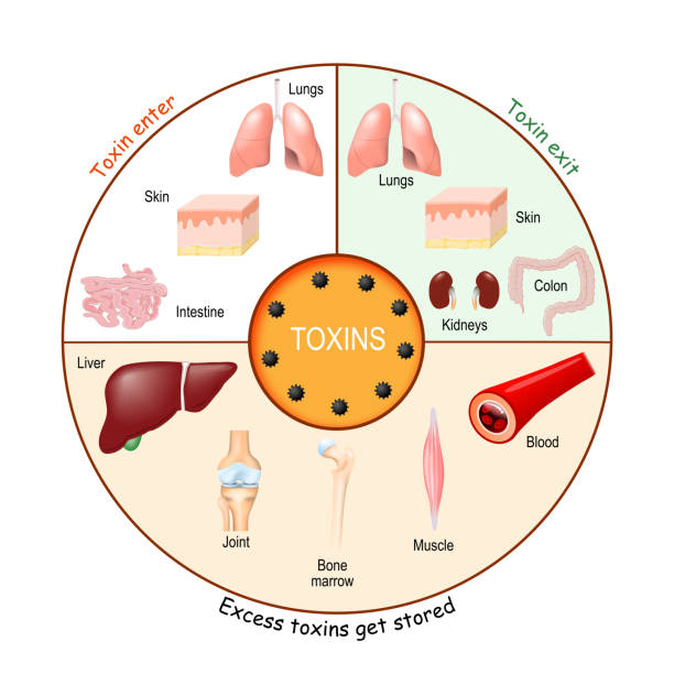 Toxins. Process of Detoxification and elimination. Enter, exit, and store of toxins in humans body. Toxins. Process of Detoxification and elimination. Enter, exit, and store of toxins in humans body. A toxin is a poisonous substance that capable of inducing antibody formation. detox stock illustrations