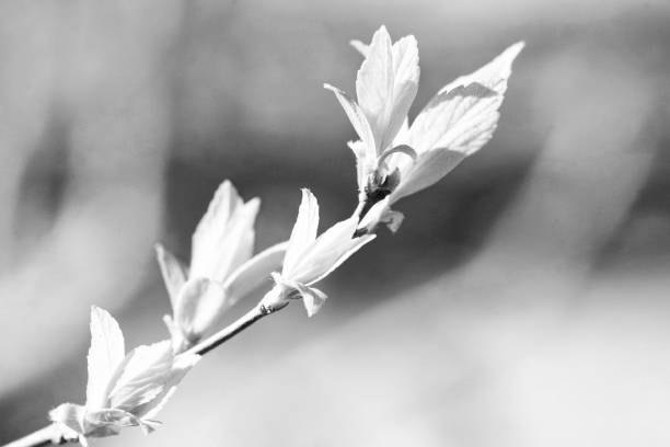 Black and white Tea tree flowers, Australian Melaleuca Decora flowers, white feather honey myrtle, background with copy space, full frame horizontal composition