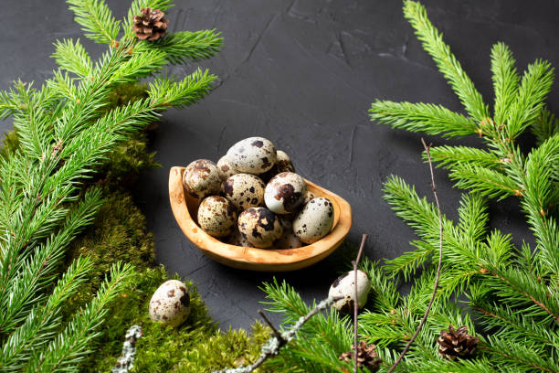 istock Fresh quail eggs in the forest with fir branches and moss 1209100159