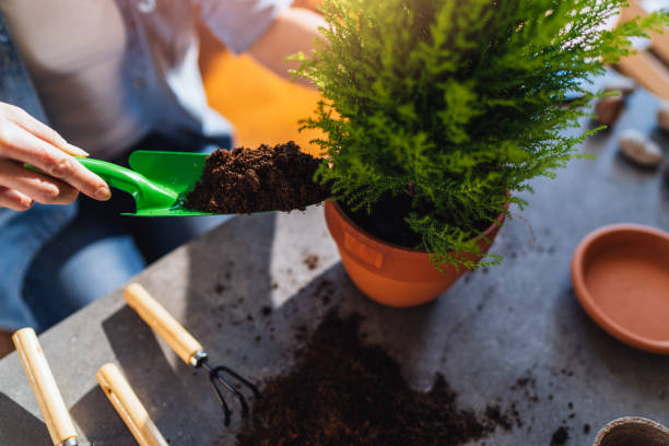 woman pours earth into a pot with a garden spatula. woman pours earth into a pot with a garden spatula. thuja occidentalis stock pictures, royalty-free photos & images