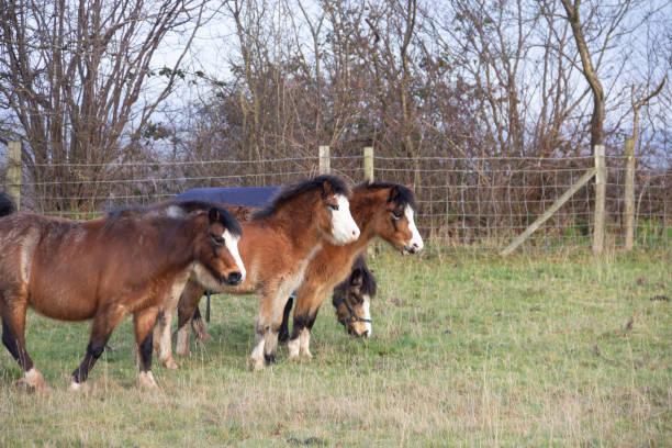 istock Ponies together in field on spring day. 1209100546