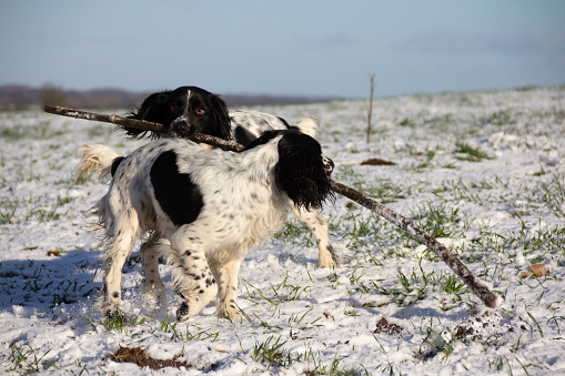 Two pretty spaniel sisters play together with a large stick in a snowy field on a sunny day.