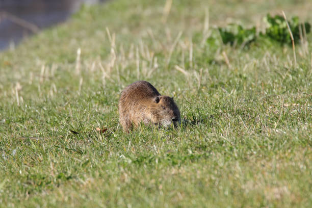 istock coypu that went wild in Japan 1209104030
