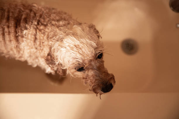 istock Freshly Groomed Mini Golden Doodle 1209104046