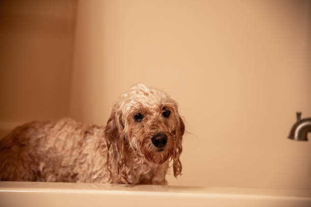 istock Freshly Groomed Mini Golden Doodle 1209104070