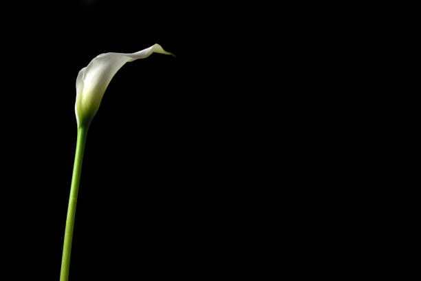 istock Condolence card with calla flower isolated on black background 1209104103