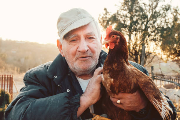 istock Senior Farmer holding chickens on farm 1209105364
