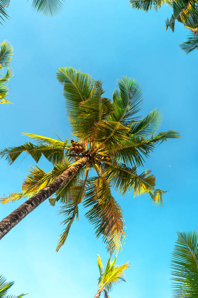 istock Coconut palm trees beautiful tropical background. Summer concept. 1209105366