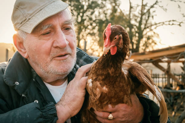 istock Senior Farmer holding chickens on farm 1209105389