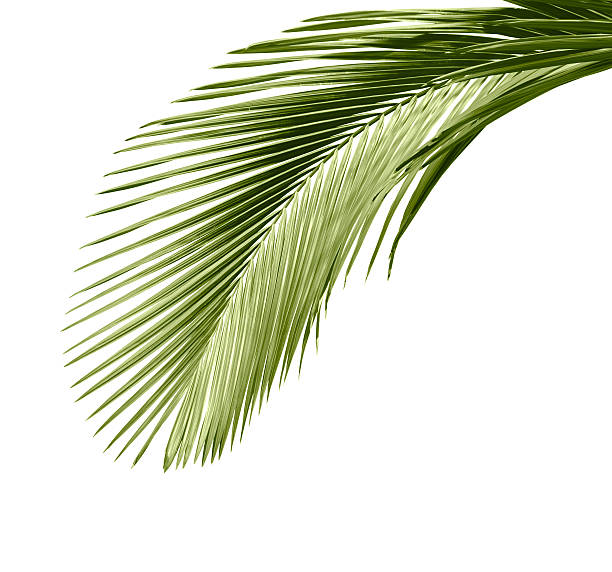 istock Leaves of palm tree 120910719