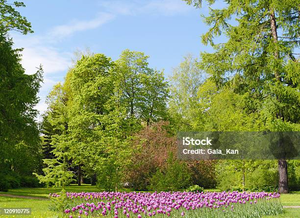 Parque Primavera - Fotografias de stock e mais imagens de Abeto - Abeto, Ajardinado, Ao Ar Livre