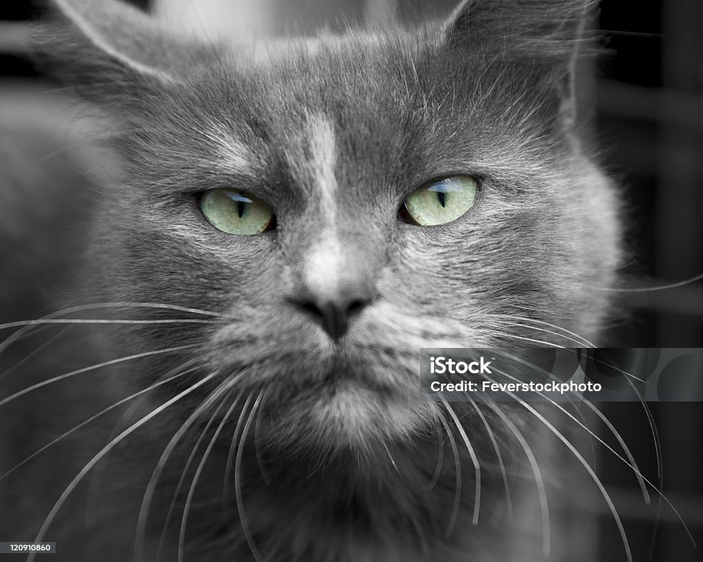 Koty oczy - Zbiór zdjęć royalty-free (Bez ludzi)