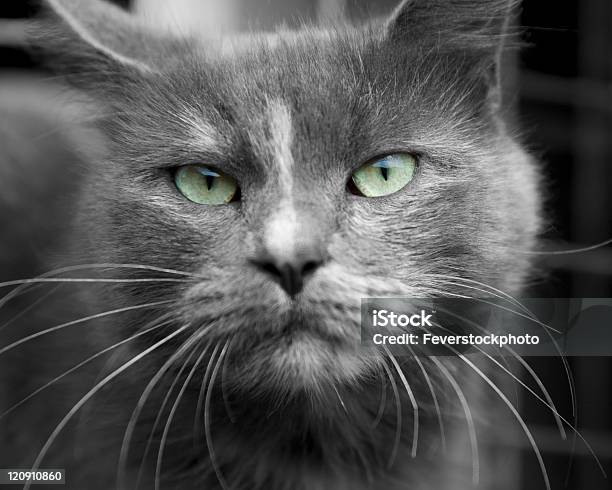 Koty Oczy - zdjęcia stockowe i więcej obrazów Bez ludzi - Bez ludzi, Czarno biały, Część ciała zwierzęcia
