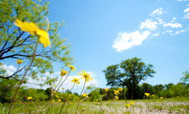 春のテキサス州の風景 - mesquite tree ストックフォトと画像