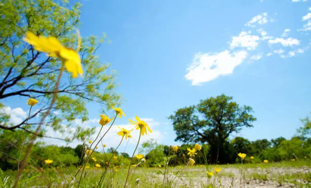 Rural Texas landscape during spring season with flowers.