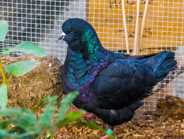 Photo of closeup portrait of a black king pigeon, popular tropical bird specie