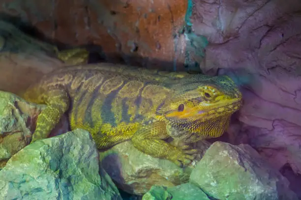 Photo of closeup portrait of a bearded dragon lizard, tropical reptile specie from Australia