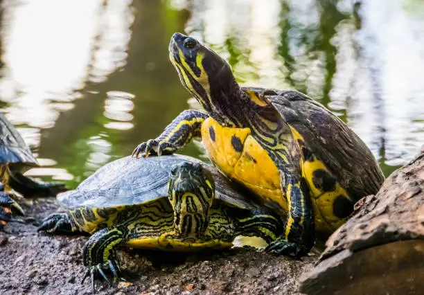 Photo of closeup of a cumberland slider turtle climbing on the other, typical animal behavior, terrapin basking