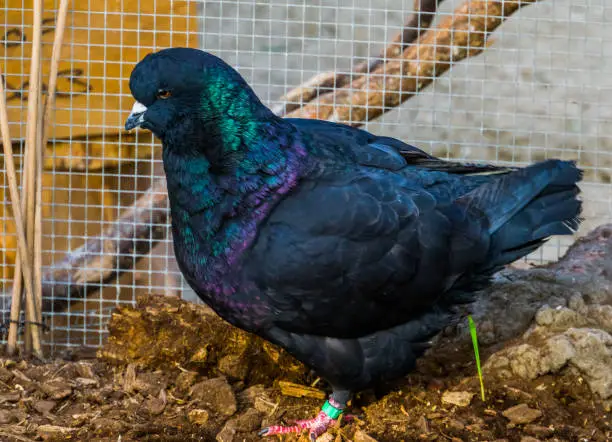 Photo of black king pigeon in closeup, popular tropical bird specie