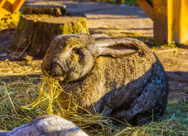 Photo of closeup of a big brown european rabbit eating hay, popular domesticated bunny specie