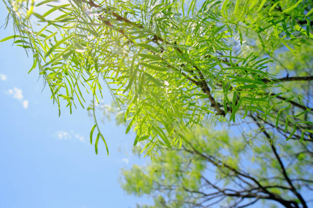 緑のメスキートの木の葉と空 - mesquite tree ストックフォトと画像